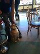 カフェで見かけた柴犬。
