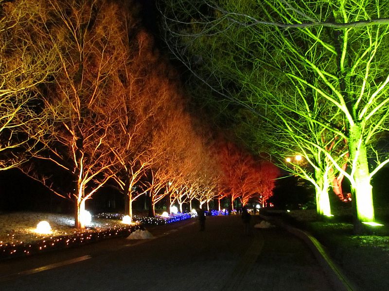 19年12月13日 年1月13日 光のtreeページェント を福島市のあづま総合運動公園で開催します ふくしまニュースweb 19 12 12 木 07 30 ふくしまニュースリリース