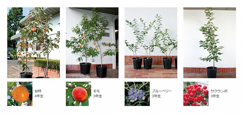 庭に実のなる果樹を植えてみませんか 福島市の 福島天香園 ふくしまてんこうえん では 果樹の苗木を販売中です ふくしまニュースweb 03 31 火 07 30 ふくしまニュースリリース 庭に実のなる果樹を植えてみませんか 福島市の 福島天香園 ふくしまてんこうえん では 果樹の苗木を販売中です ふくしまニュースweb 03 31 火 07 30 ふくしまニュースリリース