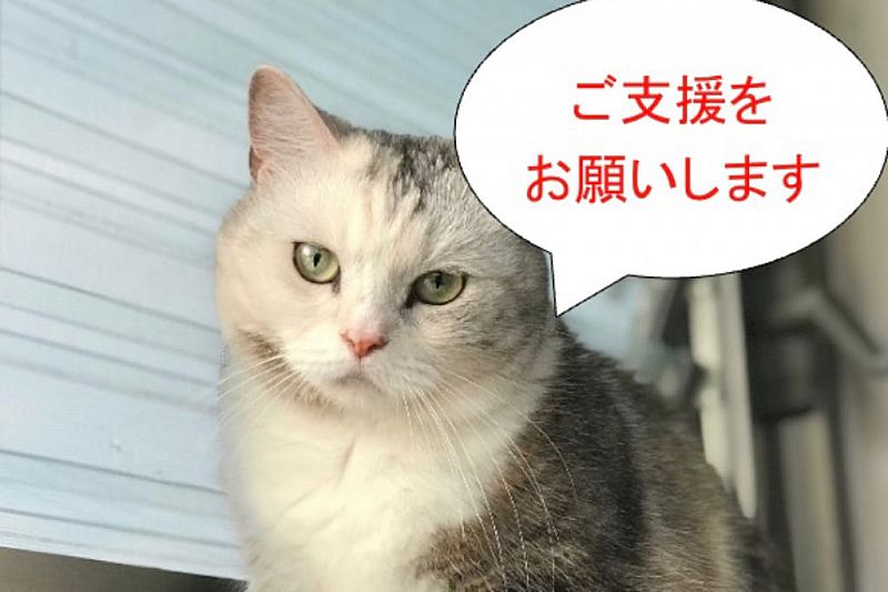 福島市の猫カフェ 猫と木 は 営業継続の支援をお願いするため クラウドファンディングをはじめました どうか皆さまのお力をお貸しください ふくしまニュースweb 06 01 月 07 30 ふくしまニュースリリース
