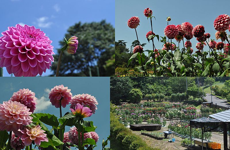 湯遊ランドはなわの ダリア園 が見頃を迎えます 期間中は ダリア祭り として写真コンテストやダリア染め体験等も開催しています 期間 8月 10月まで ふくしまニュースweb 09 01 火 07 30 ふくしまニュースリリース