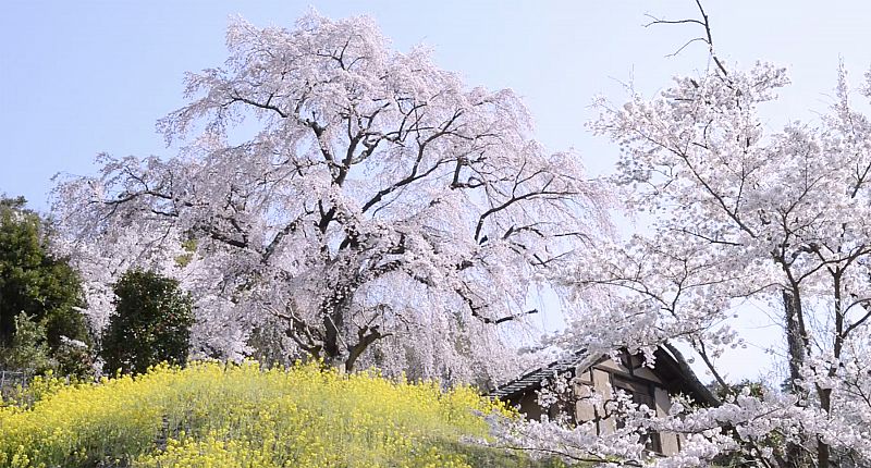 美しい福島の10秒 福島市 花見山 ライクス 21 03 31 水 11 15 ふくしまニュースリリース 美しい福島の10秒 福島市 花見山 ライクス 21 03 31 水 11 15 ふくしまニュースリリース
