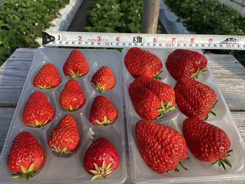 イチゴ畑 自然栽培イチゴのご案内 会津美里町産（自然素材の家 ㈱ 志木