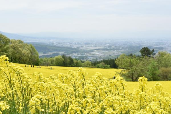 5月8日 5月24日 喜多方市の三ノ倉高原で 三ノ倉高原 菜の花フェスタ を開催します 満開の菜の花畑でウォークラリーや屋外コンサートなどを楽しめます ふくしまニュースweb 21 04 22 木 12 00 ふくしまニュースリリース