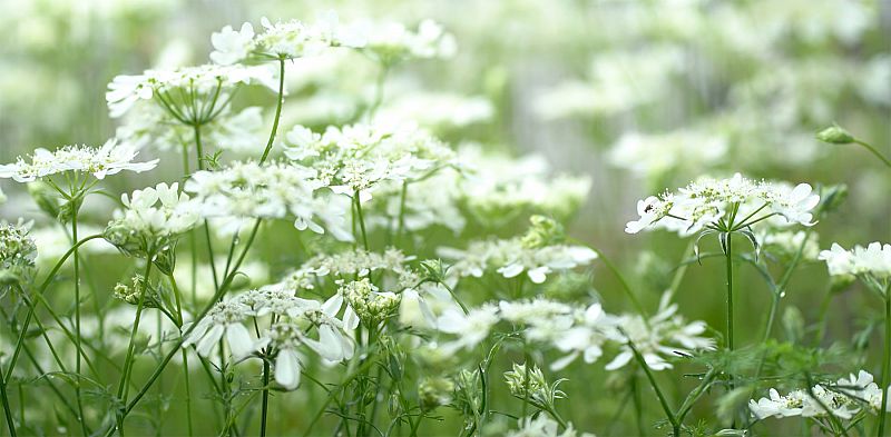 美しい福島の10秒 伊達市 オルレア ライクス 21 05 29 土 12 03 ふくしまニュースリリース