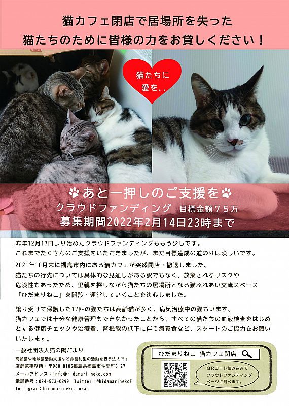 猫カフェ閉店で居場所を失った猫たちのために どうか皆さまのお力をお貸しください 2 14まで クラウドファンディングで支援を募っています ふくしまニュースweb 22 01 29 土 07 30 ふくしまニュースリリース