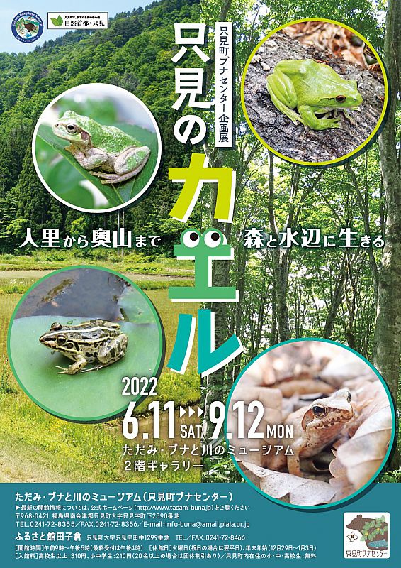 只見町ブナセンターでは、6月11日より企画展「只見のカエル」を開催します。只見に生息する多様なカエル達について、パネル展示や生体展示でご紹介します（ふくしまニュースWeb  ） [2022.06.07(火) 07:30] - ふくしまニュースリリース