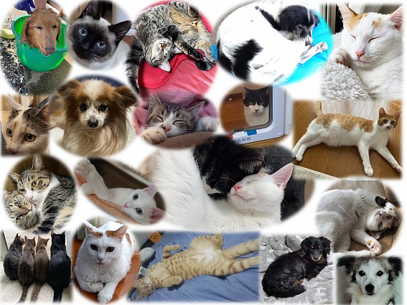 ８月19日から 福島市で 譲渡動物写真展 を開催します 福島市保健所から譲渡された犬 猫の写真を展示します ふくしまニュースweb 22 08 18 木 13 30 ふくしまニュースリリース