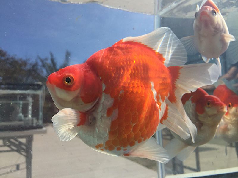 生きた芸術 金魚 やえっぐの森どうぶつごっこの秋イベントを楽しもう アクアマリンふくしま ふくしまニュースweb 22 10 05 水 14 00 ふくしまニュースリリース