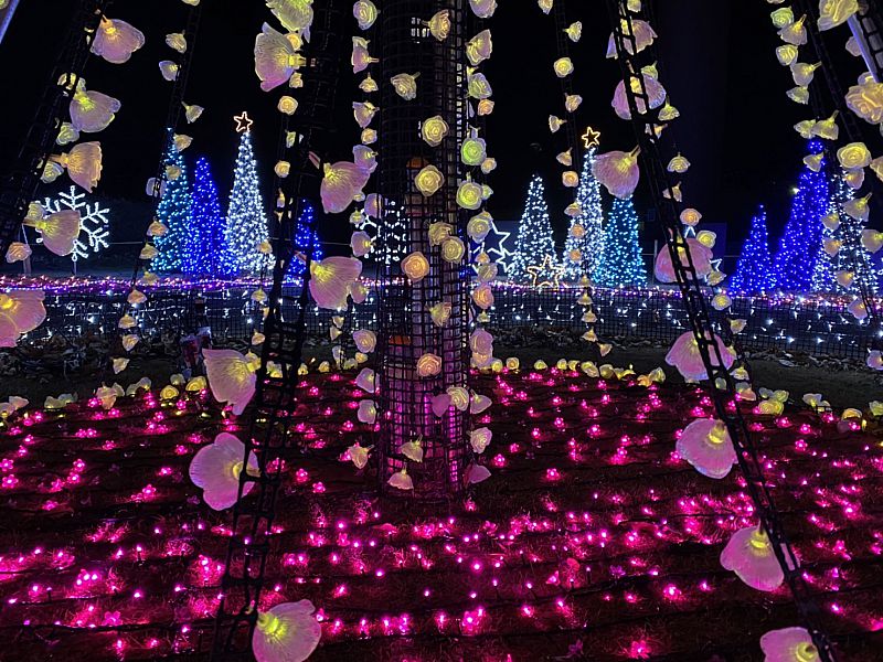 白川郷フェス FINAL2 限定CD2枚 あの夏の日の光 promise 速レポ】＜中津川 WILD WOOD 2025＞水曜日のカンパネラ、WONDER WALLの