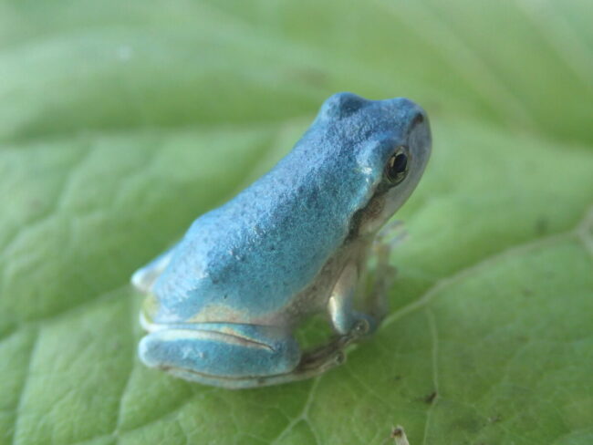 ドラえもん 缶型コインケースキーホルダー 昭和レトロ 中古 希少品