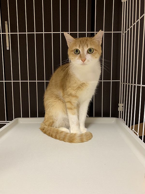 えびねこ屋正月飾り米ざる