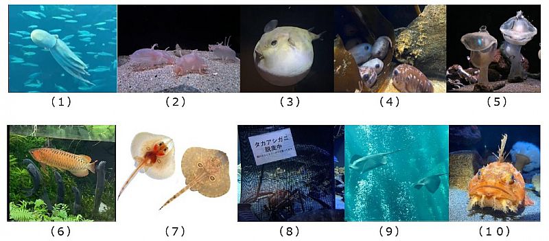 激レア美しい女性パネル生地 ハンドメイド 【公式通販】