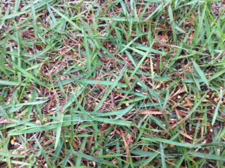 芝生のお手入れ 芝生が茶色に 緑土整備 13 05 10 金 15 59 ふくしまニュースリリース